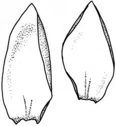 Camptochaete arbuscula var. arbuscula. Branch leaves. Drawn from J. Child 5528, CHR 428525.
 Image: R.C. Wagstaff © New Zealand Institute for Bioeconomy Science 2026 CC-BY 3.0 NZ